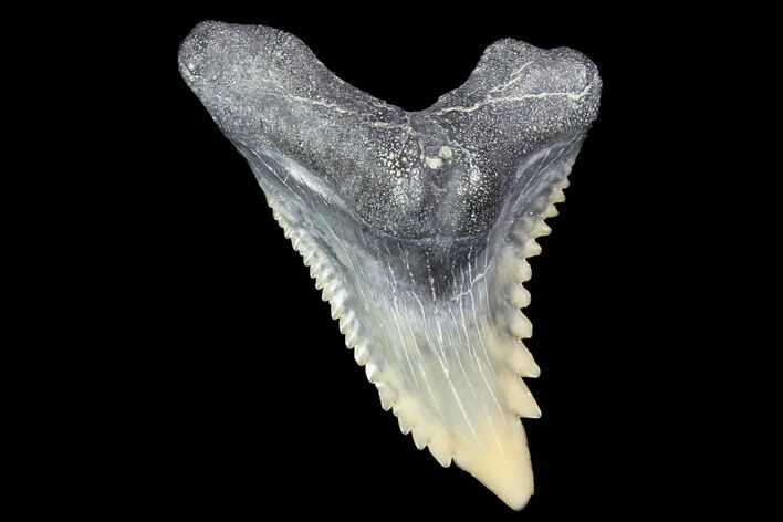 Hemipristis Shark Tooth Fossil - Virginia #87898